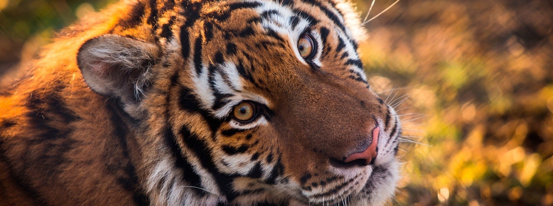 Tigre d'Ecozonia