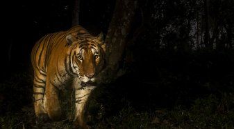 Visites Nocturnes - Experiències insòlites a Ecozonia