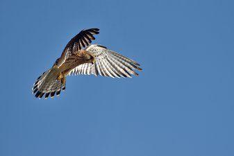 Trobada amb Raptors de vol lliure - Experiències insòlites a Ecozonia