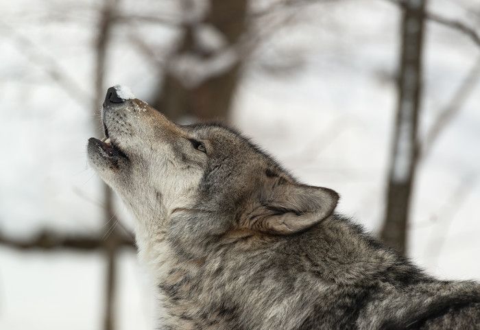 Caracteristiques Et Description Du Loup Gris Ecozonia Caracteristiques Et Description Du Loup Gris Ecozonia