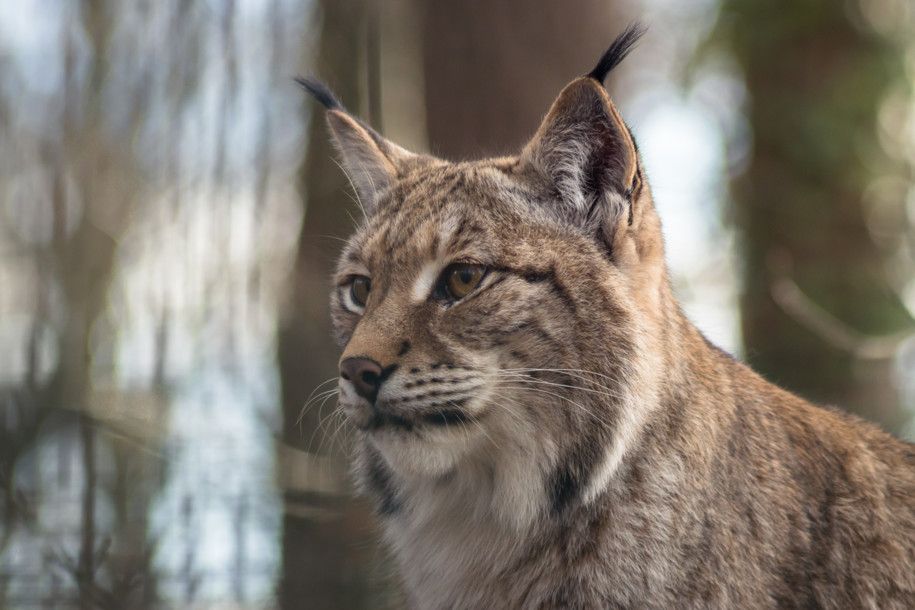 Le lynx - euradio — Animons l'Europe !