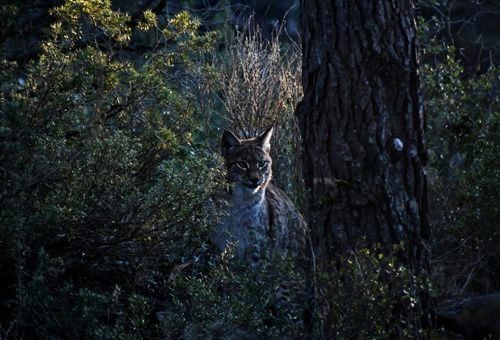 EcoZonia - 21h30 Visite nocturne - 30min