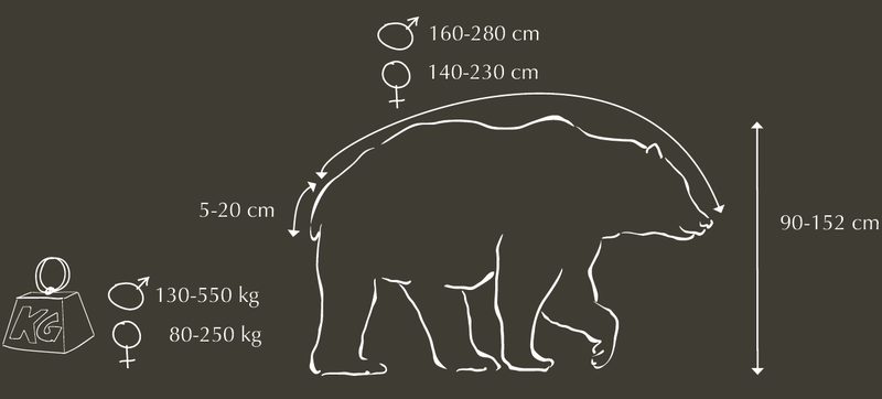 Caractéristiques et description de l'Ours brun