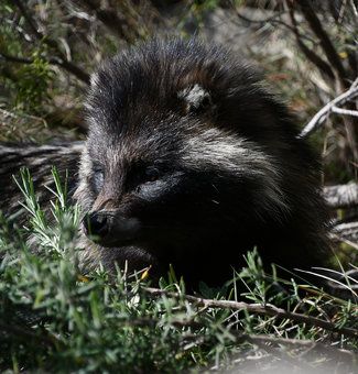 Raccoon dog