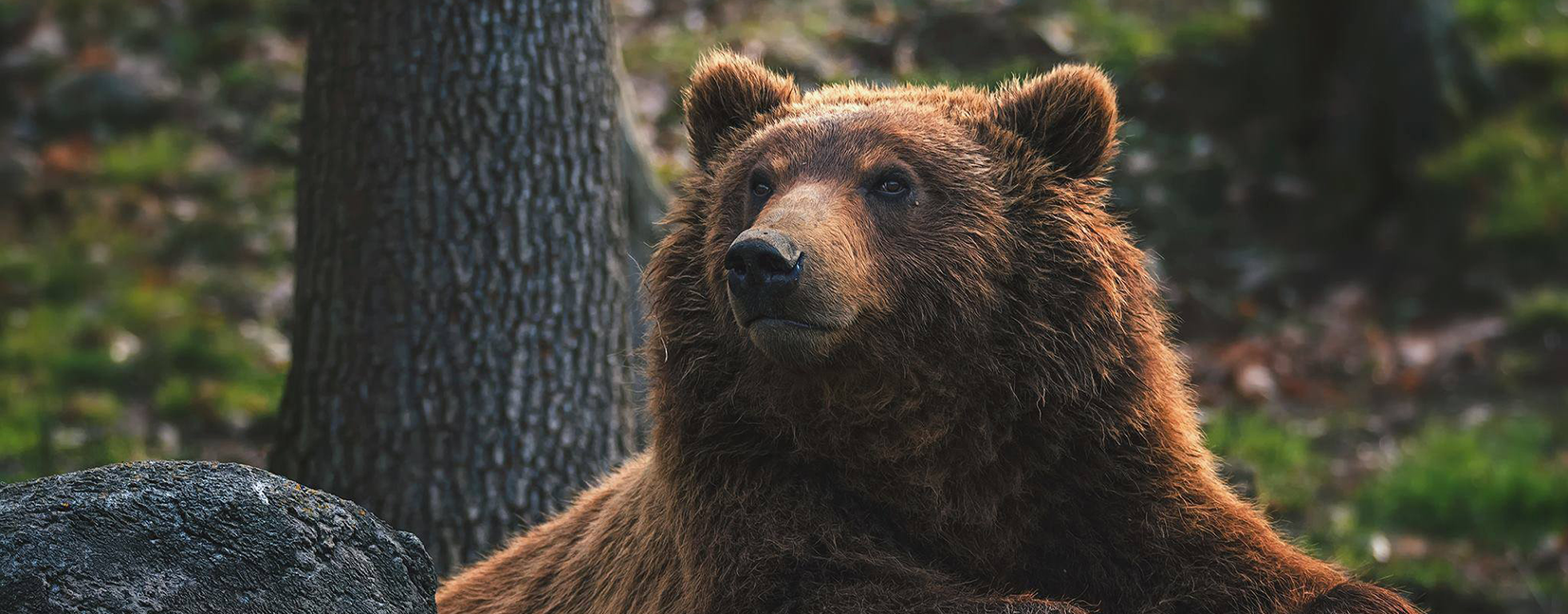 Caractéristiques et description de l'Ours brun