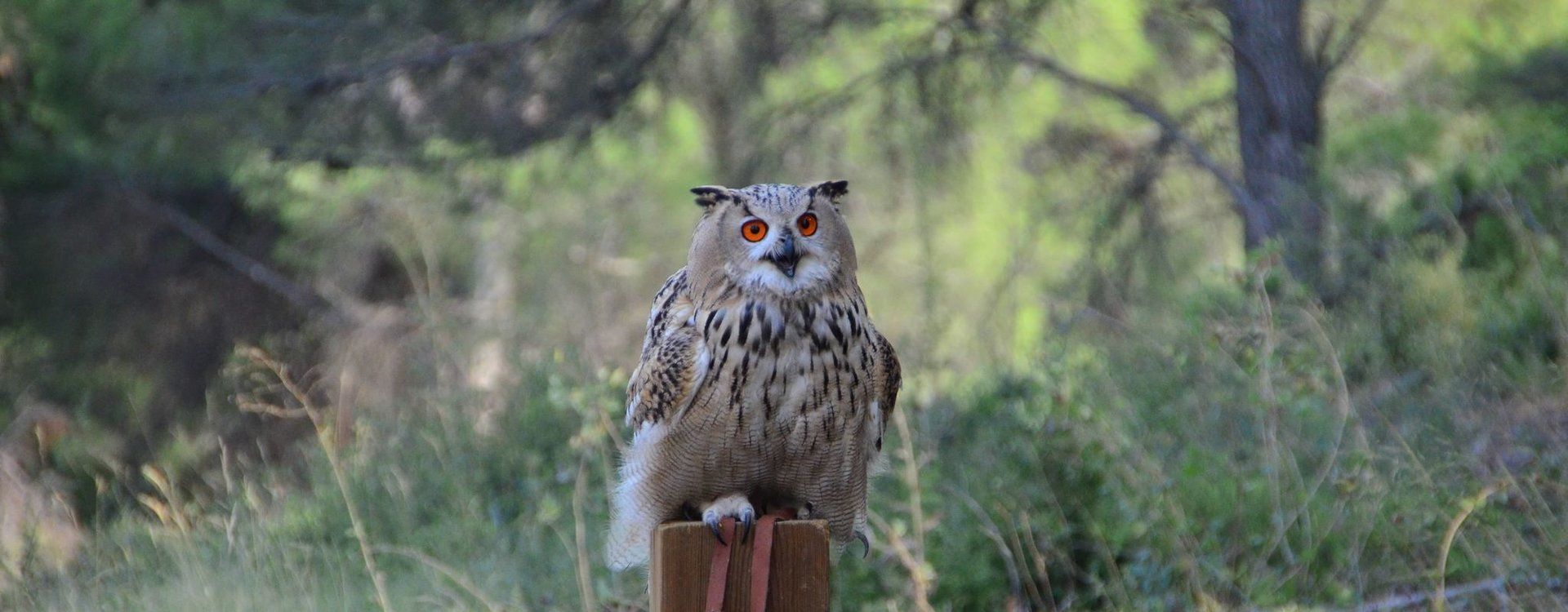 Hibou Grand Duc - Les mystères de la Nintérieure