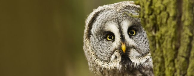 Caracteristiques Et Description De La Chouette Lapone Ecozonia