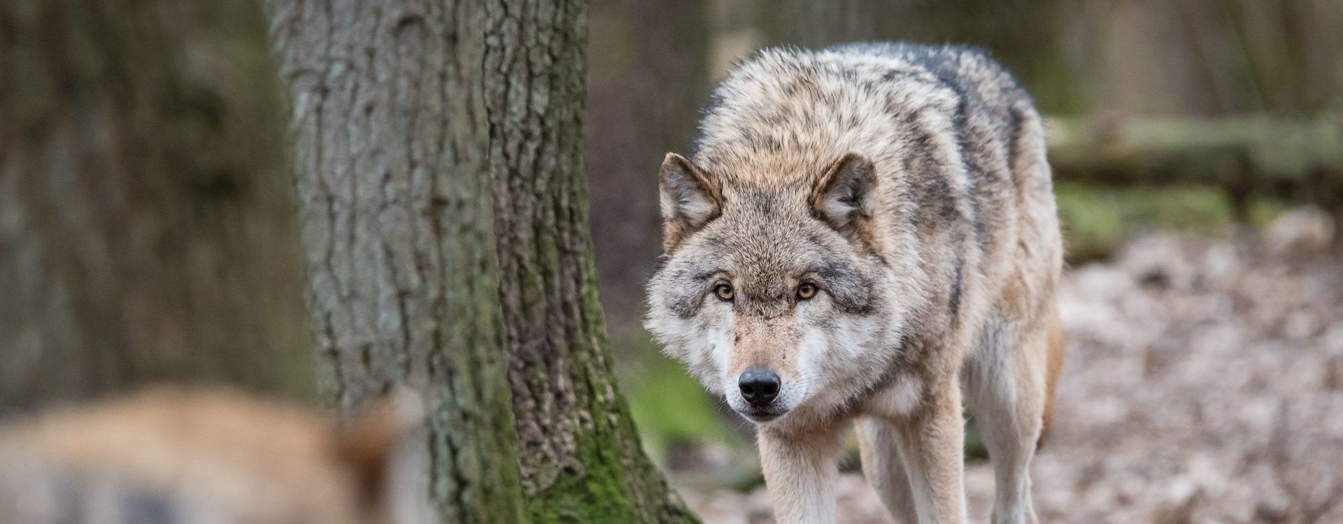 Le loup gris européen