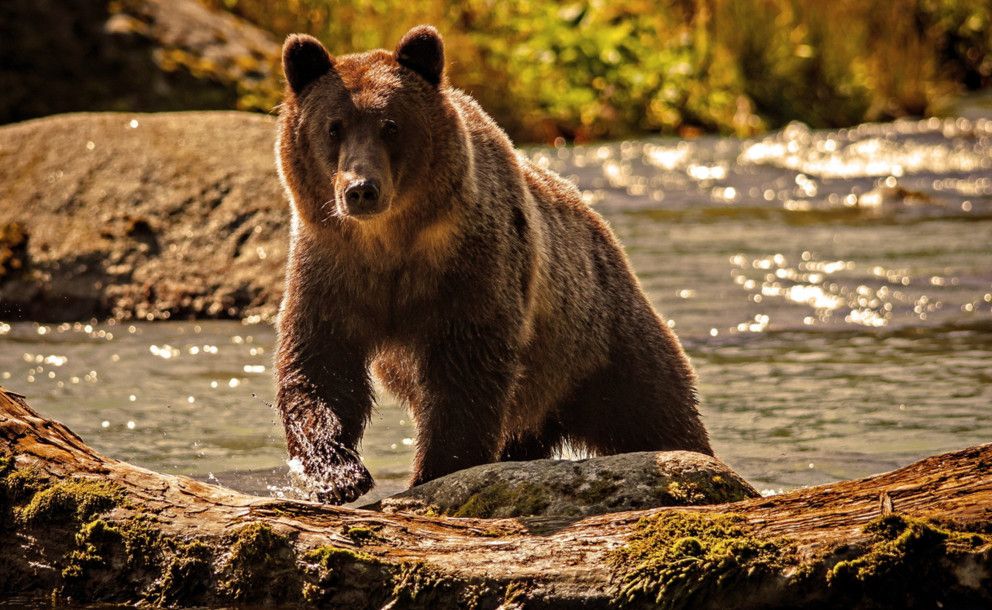 Ours brun : taille, description, biotope, habitat, reproduction