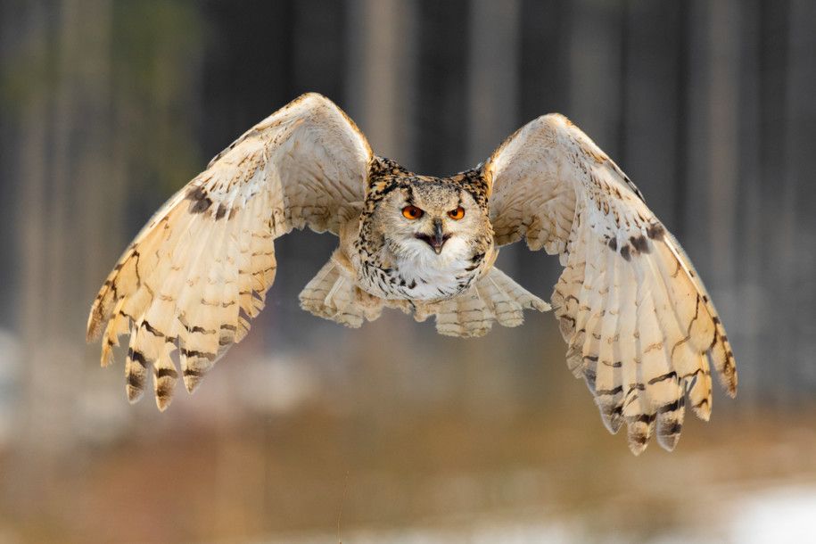 Hibou Grand Duc - Les mystères de la Nintérieure