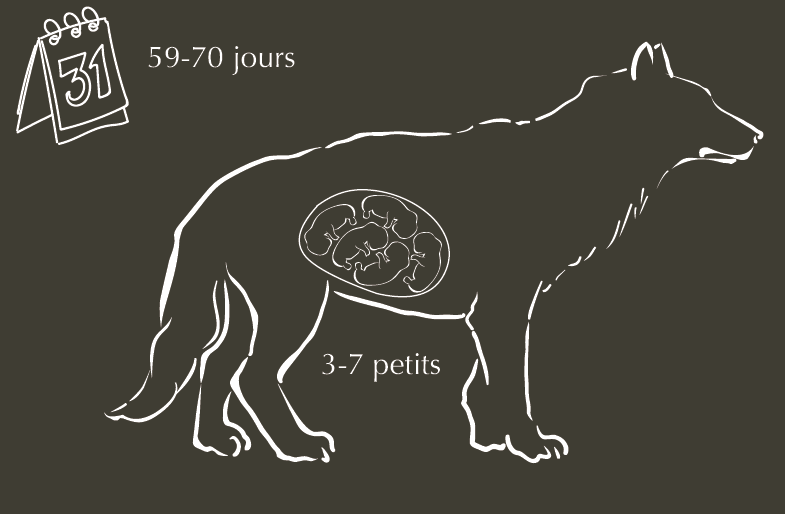 Caracteristiques Et Description Du Chien Viverrin Ecozonia