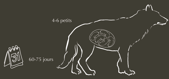 Caractéristiques et description du Loup Gris