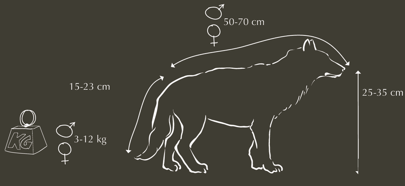 Caracteristiques Et Description Du Chien Viverrin Ecozonia
