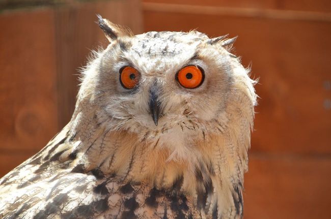 Comment S Appelle Les Griffes Des Rapaces Eco parc animalier | EcoZonia