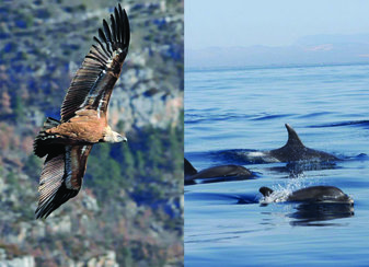 Excursion Nature Rapaces, baleines et dauphins - Expériences insolites à Ecozonia
